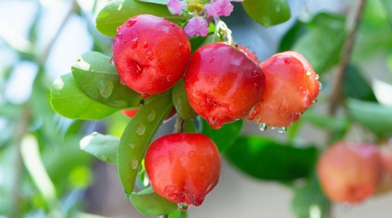 Frutos de acerola vermelhos no pé, exemplo de como plantar acerola e produzir mais frutos