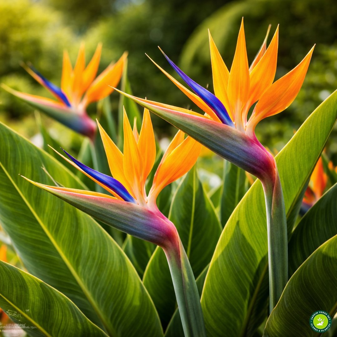 Flor ave-do-paraíso com pétalas laranja e azul sob sol pleno em jardim tropical