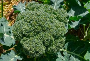 Cabeça de brócolis saudável crescendo na planta em horta doméstica Brassica oleracea var italica