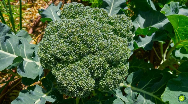 Cabeça de brócolis saudável crescendo na planta em horta doméstica Brassica oleracea var italica