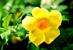 Flor de alamanda amarela em close com folhas verdes no jardim.