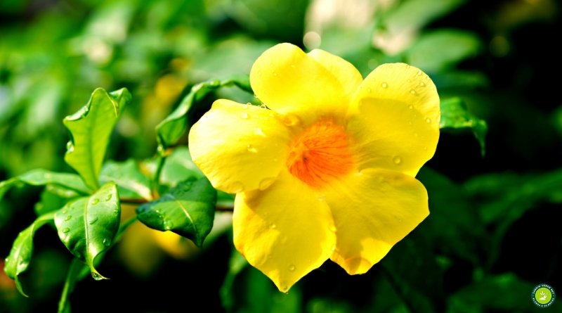 Flor de alamanda amarela em close com folhas verdes no jardim.