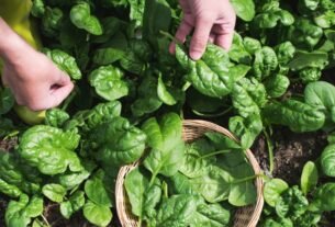 Cultivo doméstico de espinafre verdadeiro em canteiro, colheita de folhas verdes nutritivas.