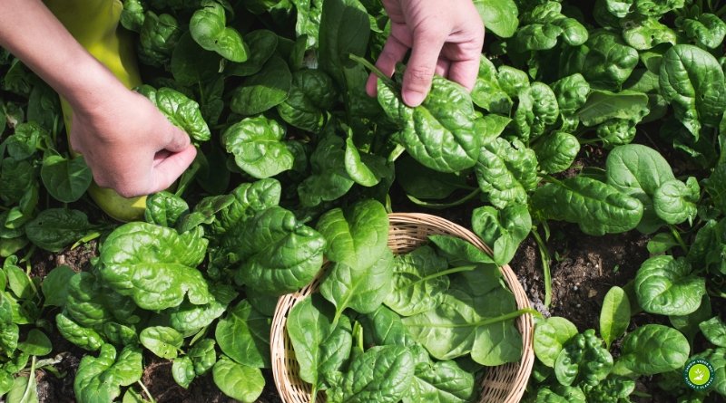 Cultivo doméstico de espinafre verdadeiro em canteiro, colheita de folhas verdes nutritivas.