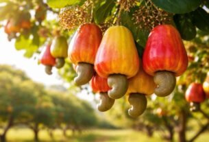 cajueiro com frutos maduros no pé cultivo de caju produtivo