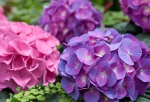 Flor de hortênsia rosa com tom arroxeado (Hydrangea macrophylla) em destaque com folhas verdes ao fundo