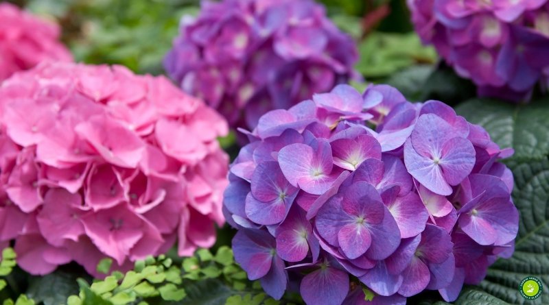 Flor de hortênsia rosa com tom arroxeado (Hydrangea macrophylla) em destaque com folhas verdes ao fundo
