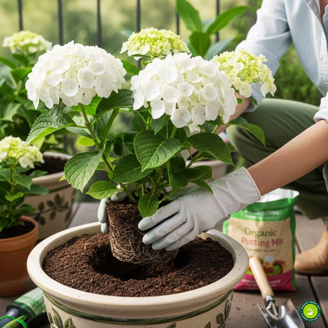 Pessoa plantando hortênsia branca (Hydrangea macrophylla) em vaso grande com substrato rico em matéria orgânica