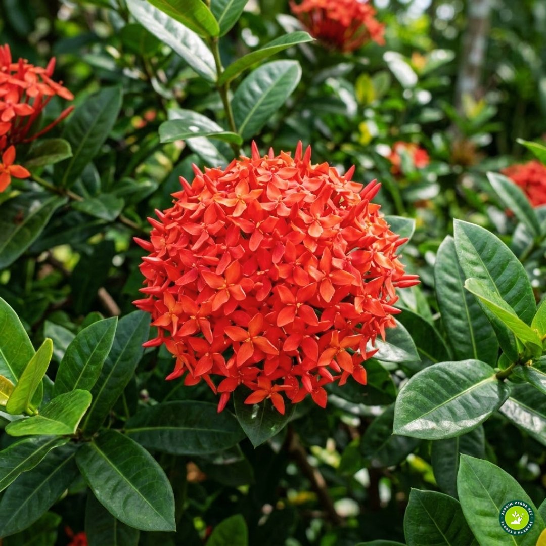 Inflorescência vermelha da planta Ixora coccinea com pequenas flores tubulares agrupadas.