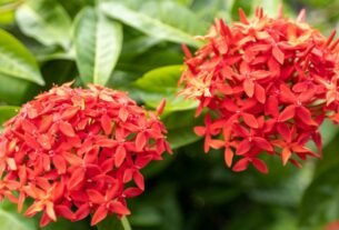 Duas inflorescências vermelhas de Ixora coccinea em destaque no jardim, com flores agrupadas e folhagem verde intensa.
