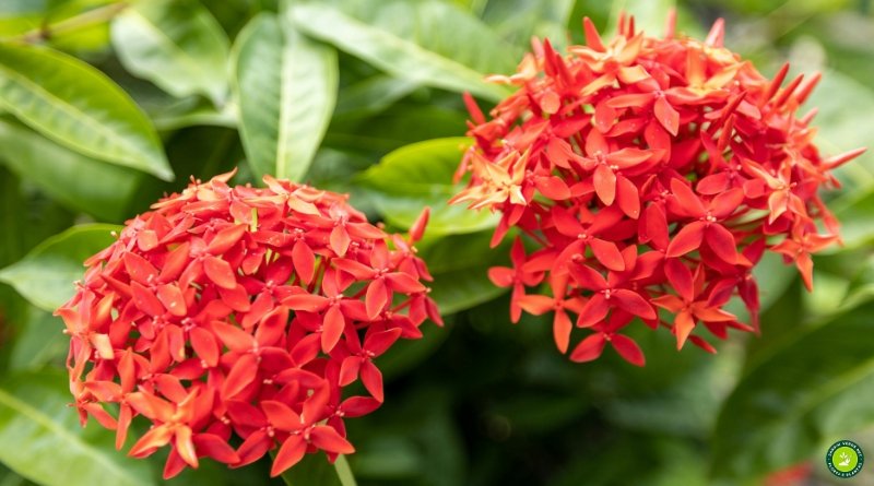 Duas inflorescências vermelhas de Ixora coccinea em destaque no jardim, com flores agrupadas e folhagem verde intensa.