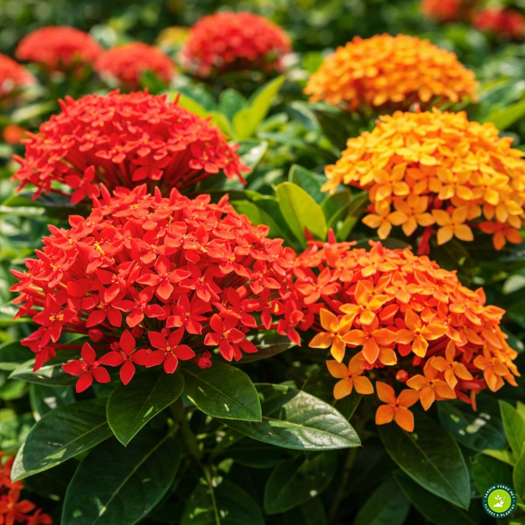 Flores de ixora vermelha e laranja em jardim sob sol pleno e clima quente