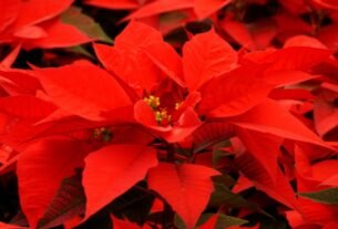 Folhas vermelhas da poinsétia ou bico-de-papagaio (Euphorbia pulcherrima) em close, destacando as brácteas intensamente coloridas da planta ornamental.