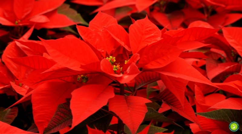 Folhas vermelhas da poinsétia ou bico-de-papagaio (Euphorbia pulcherrima) em close, destacando as brácteas intensamente coloridas da planta ornamental.