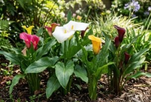 Canteiro de flores Zantedeschia com copos-de-leite brancos e Callas coloridas em tons de rosa, amarelo e bordô em um jardim ensolarado.