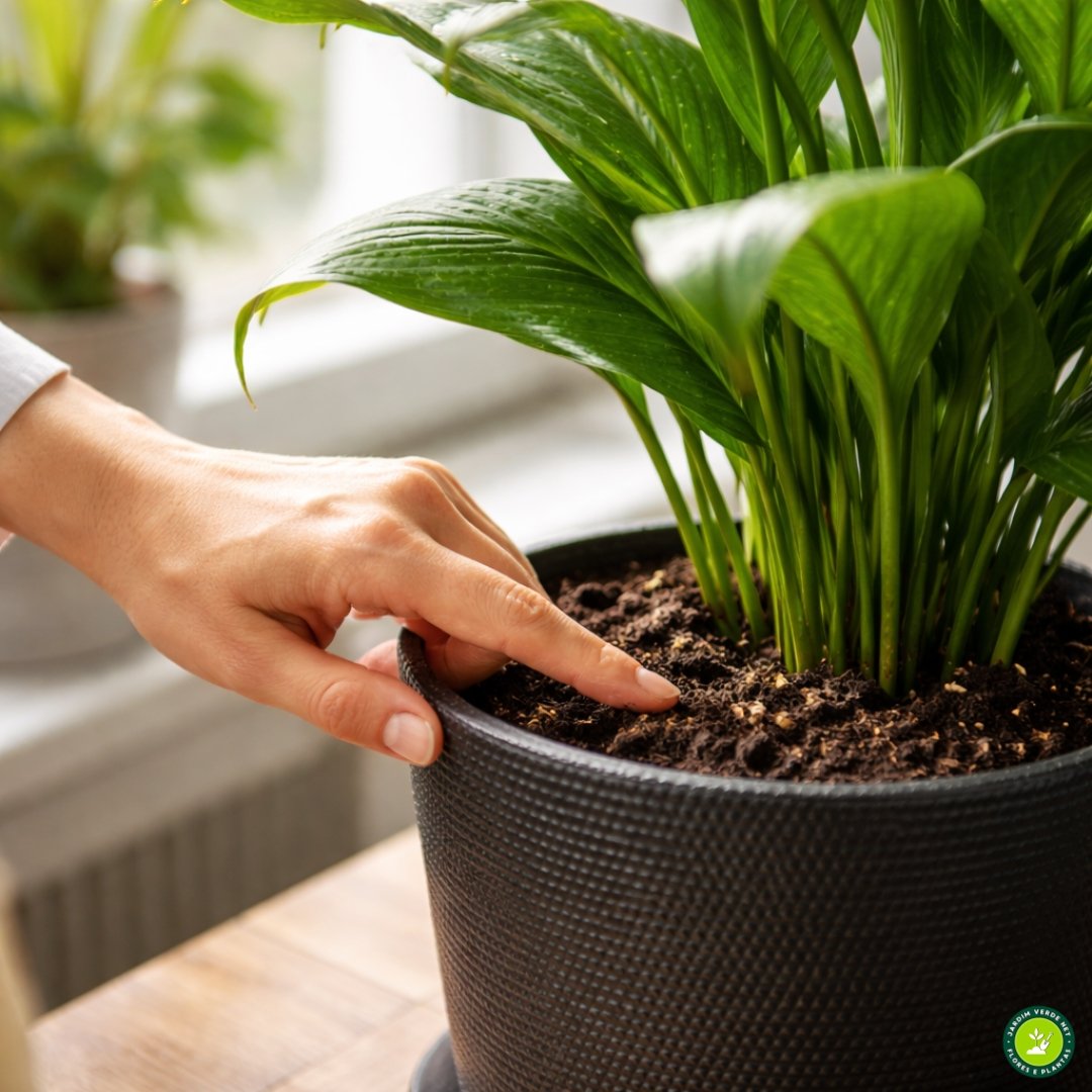 Close-up ultrarrealista das mãos de uma pessoa verificando a umidade do solo de um lírio-da-paz em um vaso de terracota limpo, inserindo o dedo indicador nos primeiros centímetros do substrato