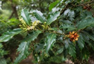 Folhas da espinheira-santa (Monteverdia ilicifolia) com bordas espinhosas e nervuras evidentes em ambiente natural