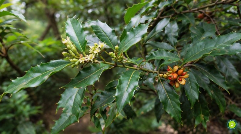 Folhas da espinheira-santa (Monteverdia ilicifolia) com bordas espinhosas e nervuras evidentes em ambiente natural