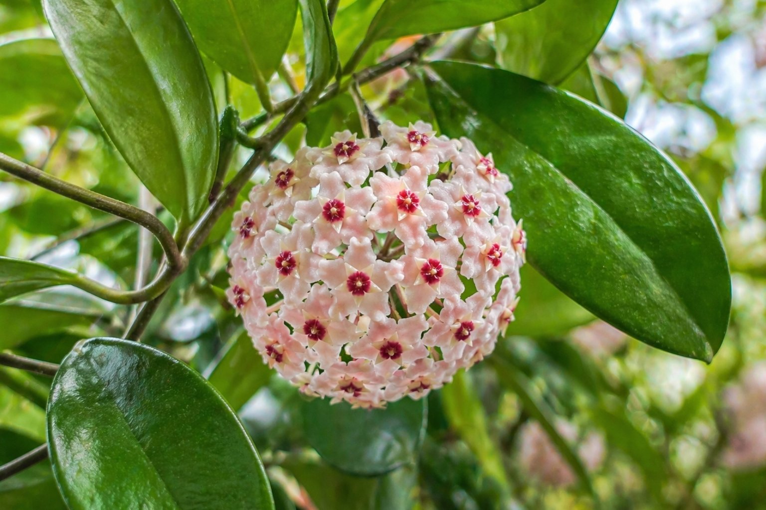 Flor-de-cera Hoya com flores em formato de esfera e folhas verdes saudáveis