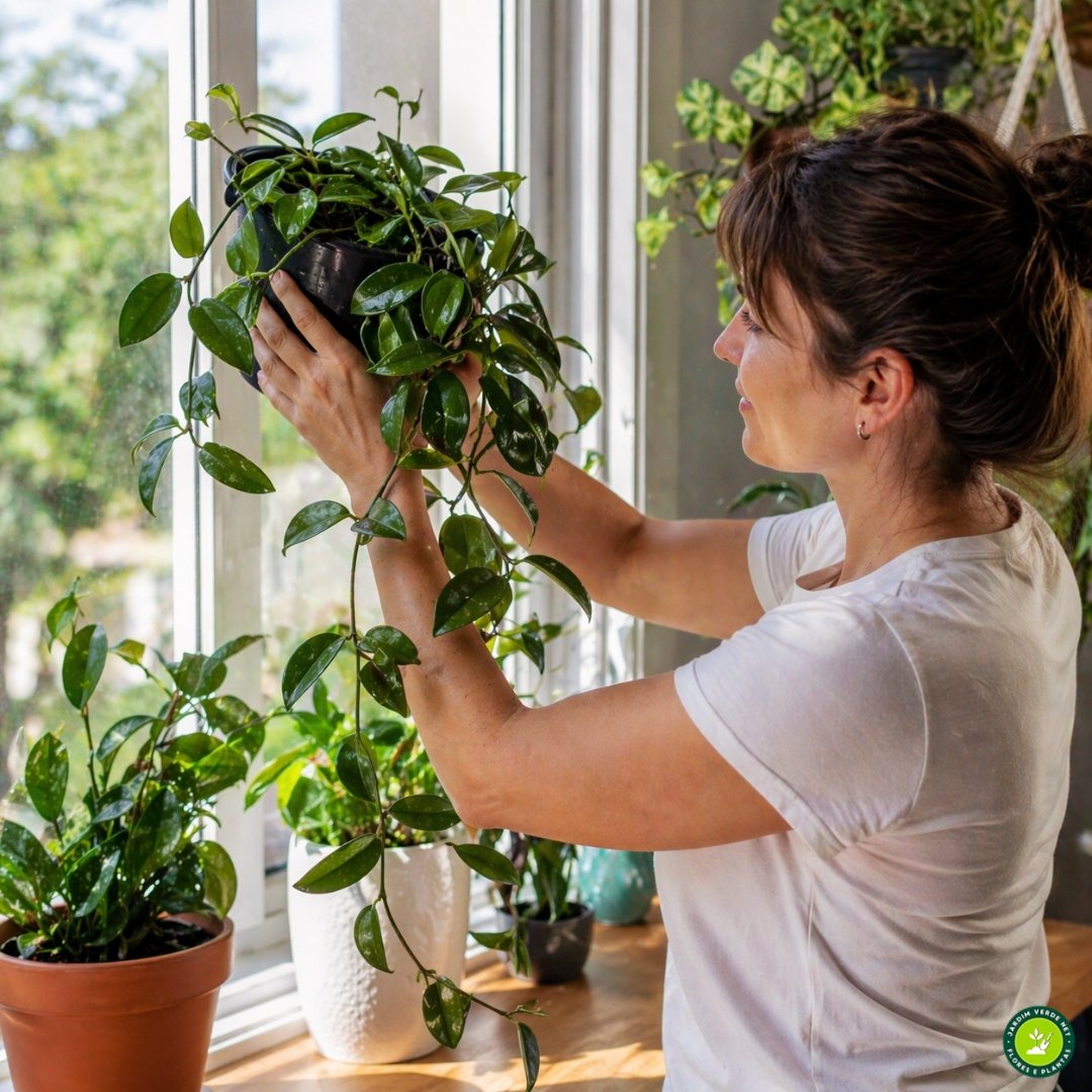 Pessoa posicionando vaso de flor-de-cera próxima à janela com luz indireta intensa