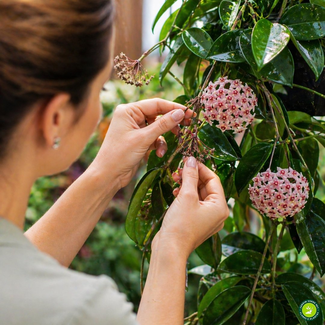 Pessoa observando pedúnculo floral em flor-de-cera sem realizar poda