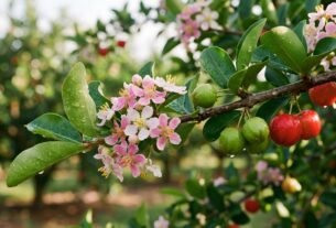Fotografia macro de um ramo de aceroleira com flores rosadas abertas, botões florais e frutos verdes e vermelhos com gotas de orvalho, representando a indução de florada