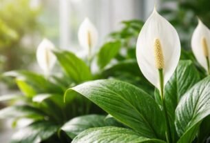 Lírio-da-paz com flores brancas saudáveis em ambiente interno com luz indireta