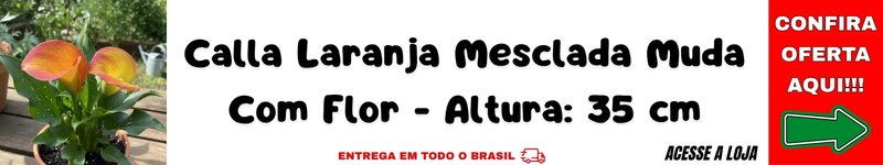 muda de calla zantedeschia