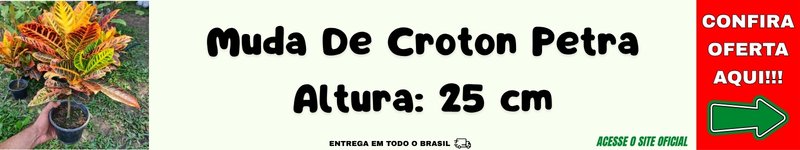 muda de cróton petra