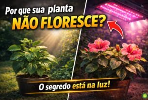 Imagem comparando planta tropical sem flor sob luz natural insuficiente e planta florida sob iluminação adequada, destacando o papel da luz na floração