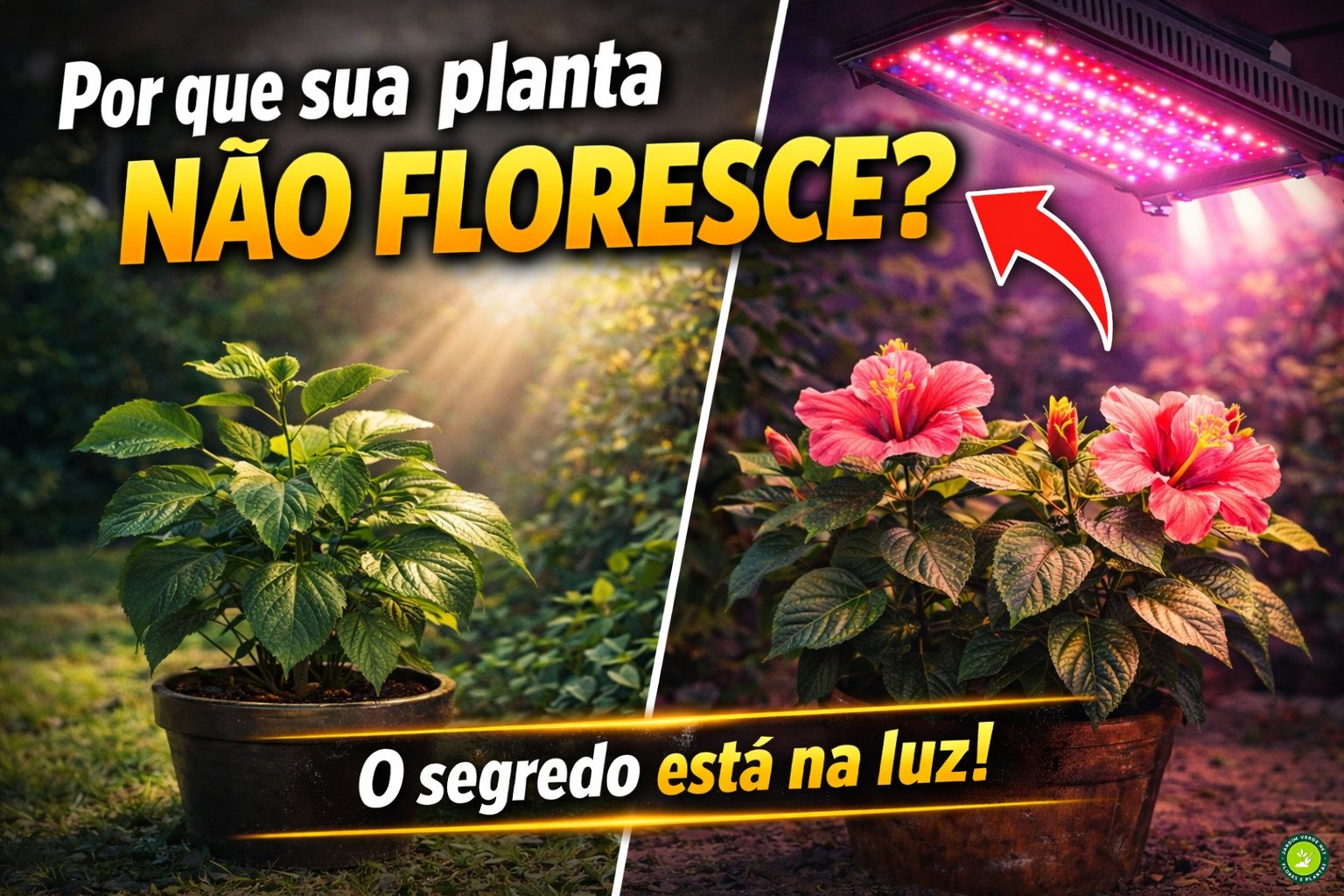 Imagem comparando planta tropical sem flor sob luz natural insuficiente e planta florida sob iluminação adequada, destacando o papel da luz na floração