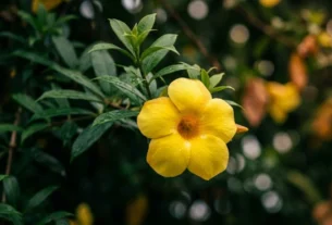 Fotografia profissional em close-up de uma flor amarela de alamanda aberta e centralizada com gotas de água nas pétalas, cercada por folhagem verde escura densa com fundo desfocado