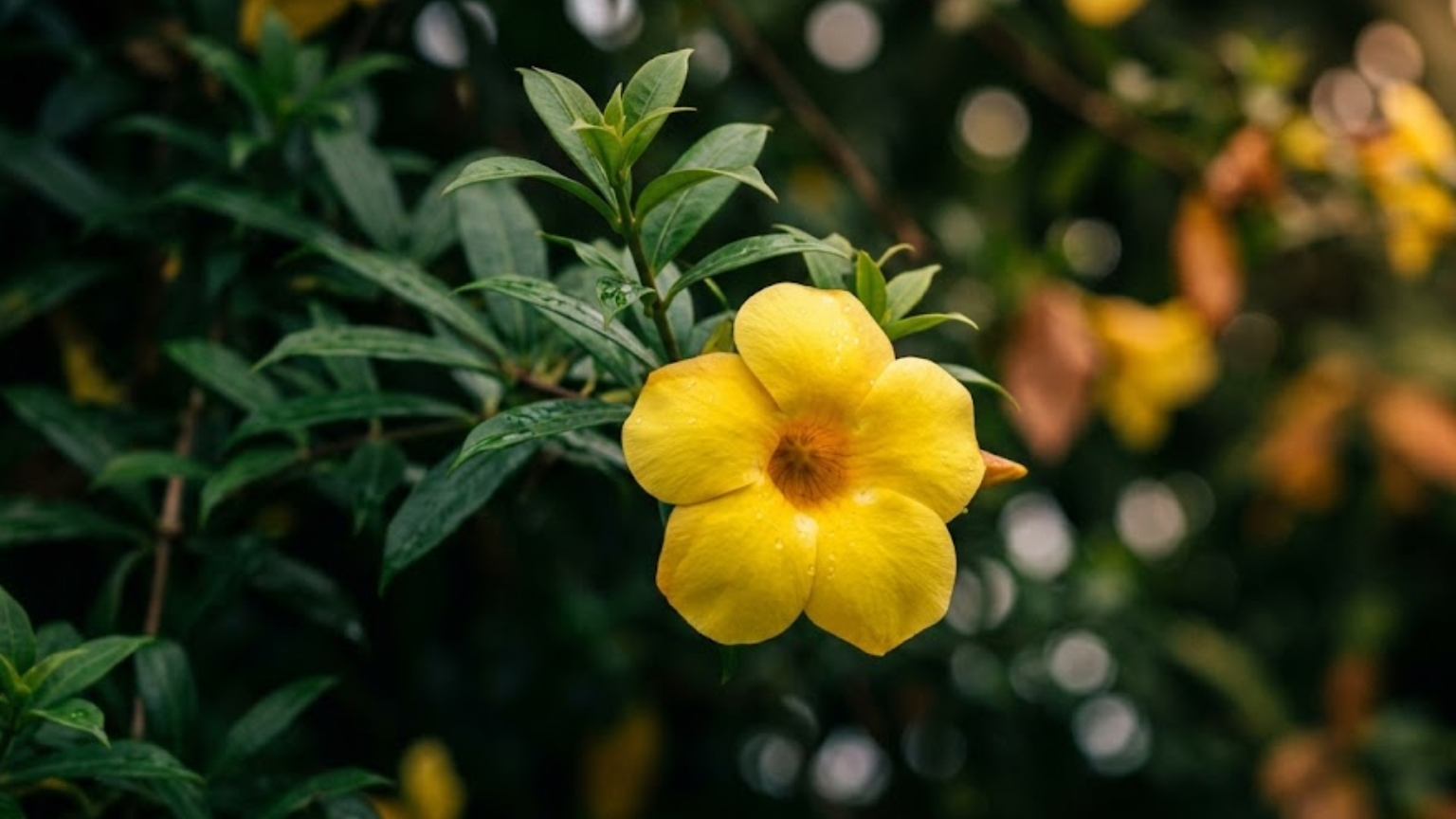 Fotografia profissional em close-up de uma flor amarela de alamanda aberta e centralizada com gotas de água nas pétalas, cercada por folhagem verde escura densa com fundo desfocado