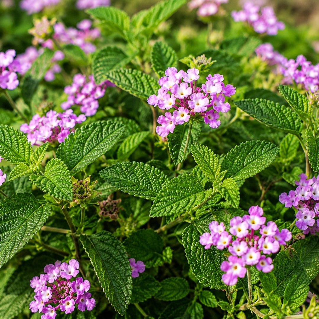Erva-cidreira-brasileira com folhas rugosas e flores rosadas em jardim ensolarado