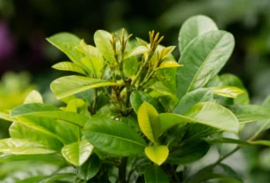 Ixora saudável com folhas verdes e brotos sem flores, representando problemas invisíveis que impedem a floração da planta