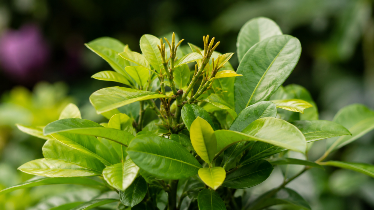 Ixora saudável com folhas verdes e brotos sem flores, representando problemas invisíveis que impedem a floração da planta