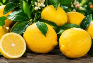 Limões sicilianos maduros com folhas verdes frescas sobre mesa de madeira