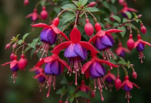 Fotografia macro de flores de brinco-de-princesa vermelhas e roxas com gotas de orvalho nas pétalas e fundo verde desfocado