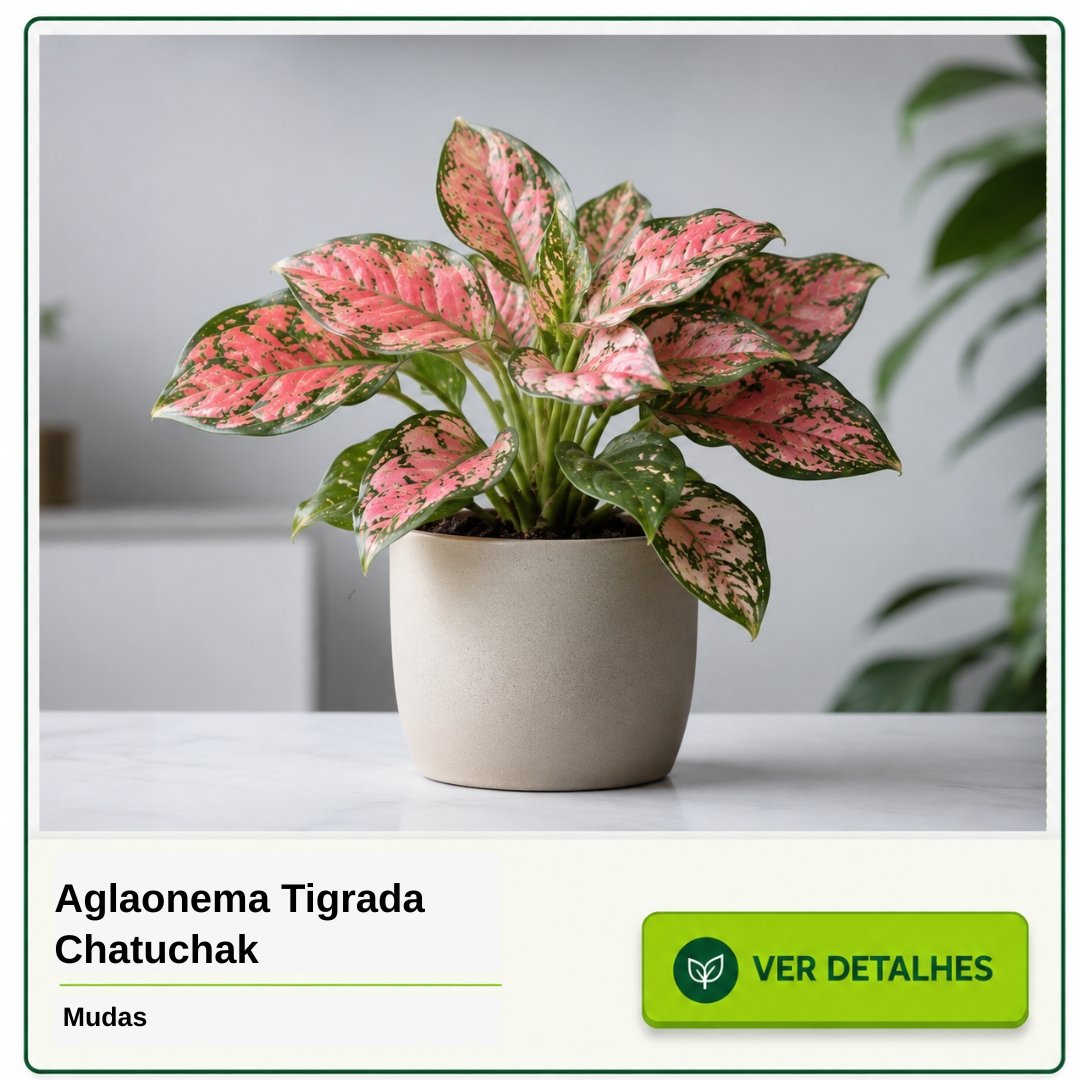 Aglaonema Tigrada Chatuchak