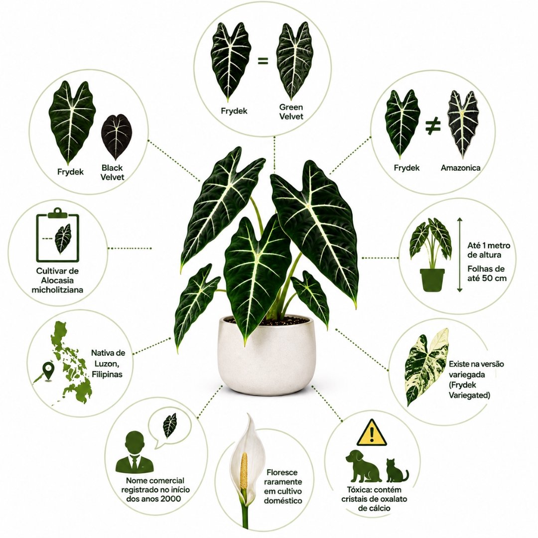 Infográfico ilustrado com as principais características da Alocasia Frydek, incluindo identificação da cultivar, origem nas Filipinas, diferenças para espécies semelhantes, porte, toxicidade e versão variegada.