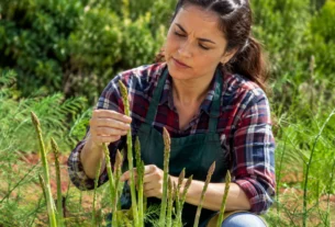 Mulher cultivando aspargos em uma horta ensolarada