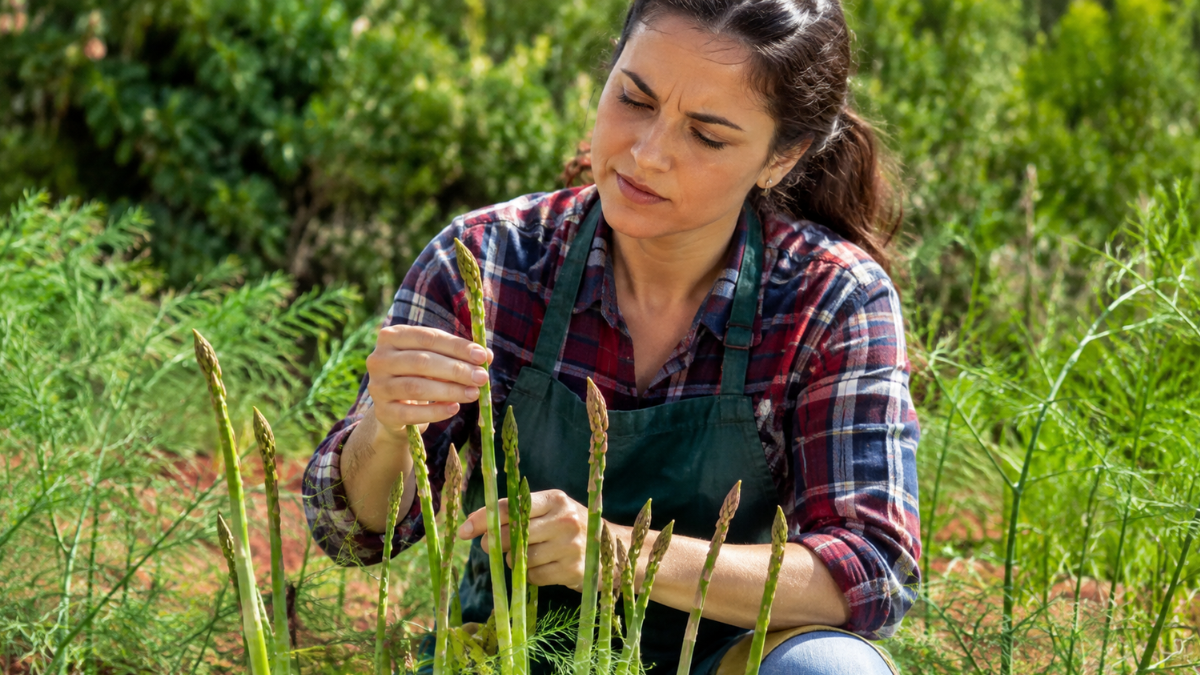 Mulher cultivando aspargos em uma horta ensolarada