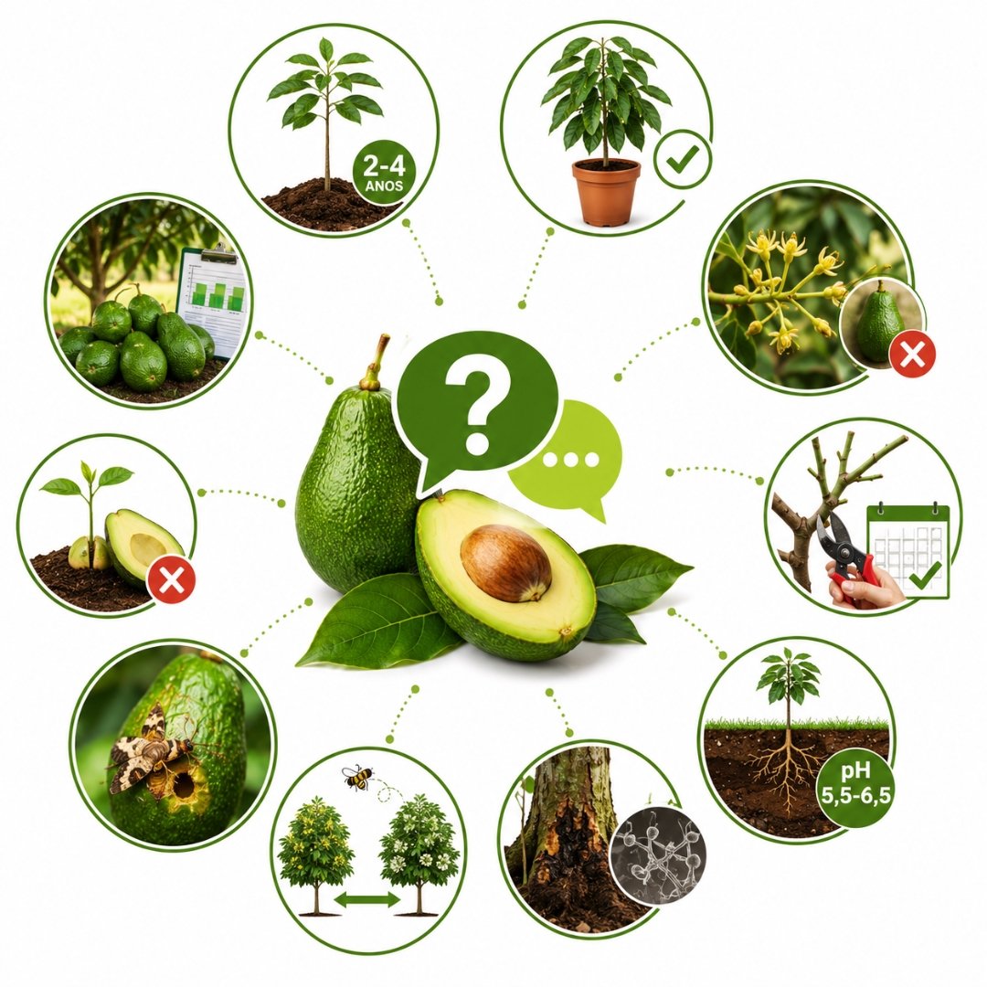Infográfico ilustrado com dúvidas sobre cultivo, produção, poda, polinização e problemas do abacateiro