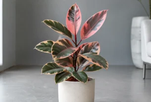 Ficus Elastica Ruby com folhas variegadas em verde, creme e rosa em ambiente interno iluminado