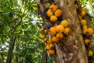 Cambucá com frutos amarelo-alaranjados crescendo diretamente no tronco em floresta da Mata Atlântica