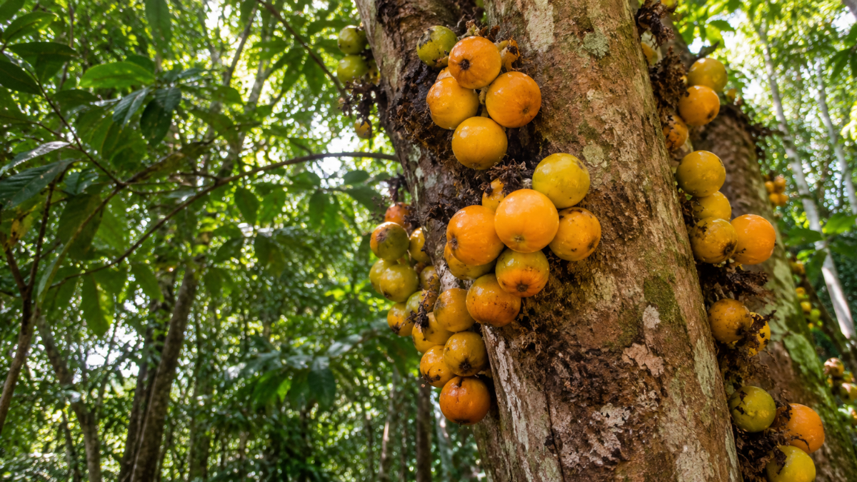Cambucá com frutos amarelo-alaranjados crescendo diretamente no tronco em floresta da Mata Atlântica