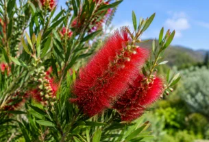 Escova-de-garrafa Callistemon spp. com flores vermelhas e folhas estreitas em ambiente natural