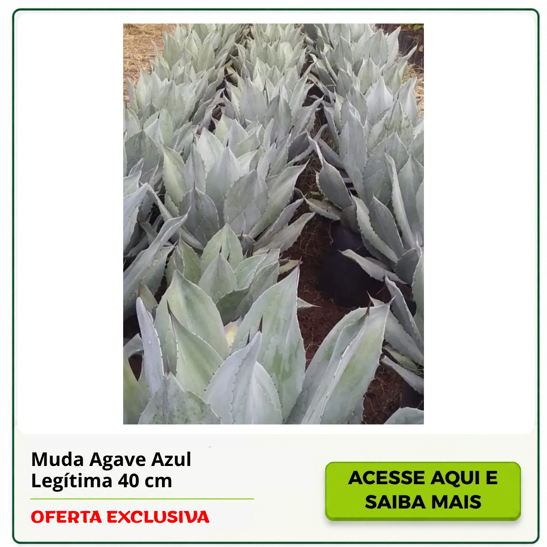 muda de agave azul