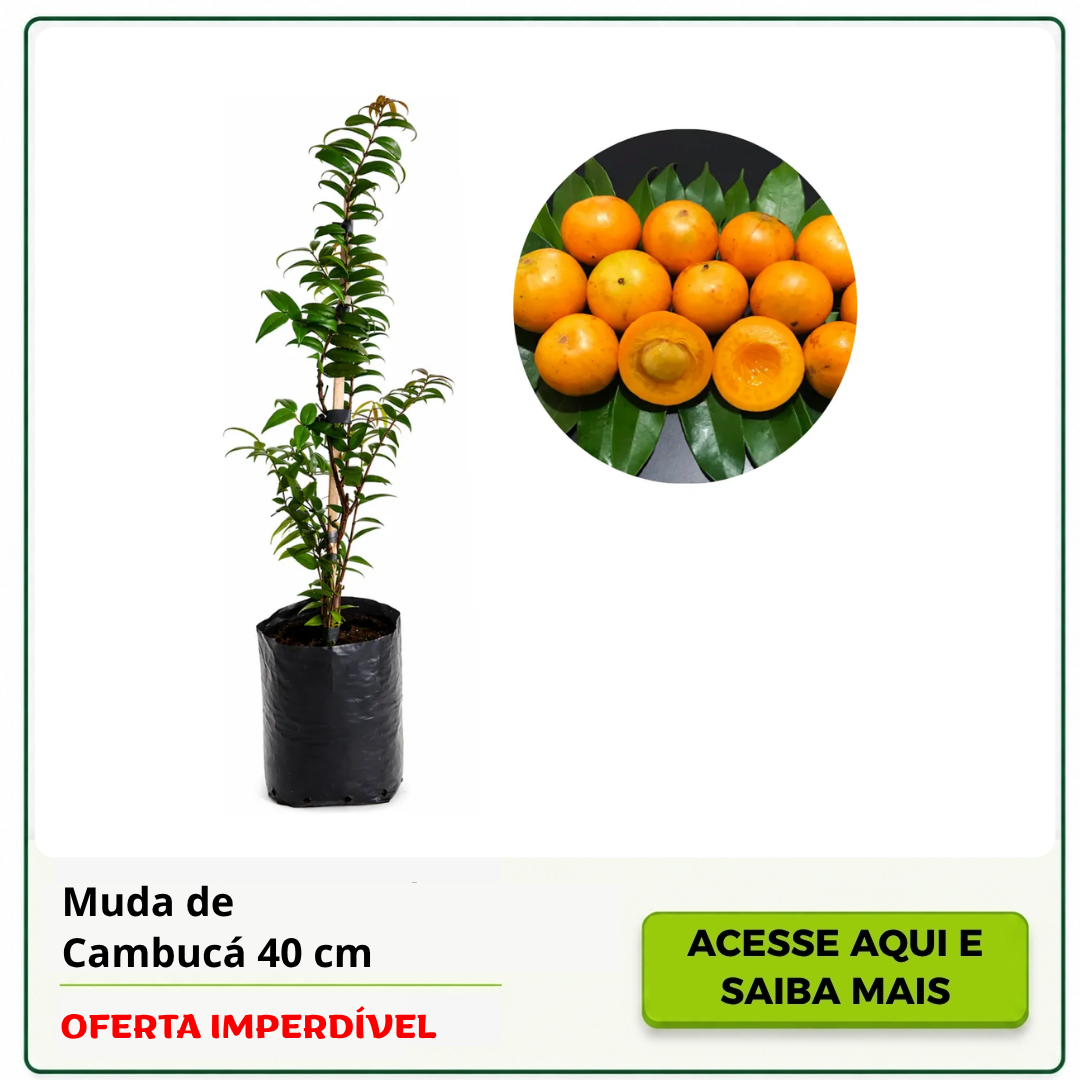 muda de cambucá