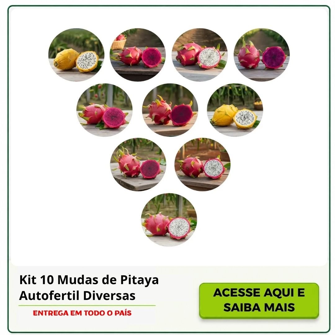 mudas de pitaya